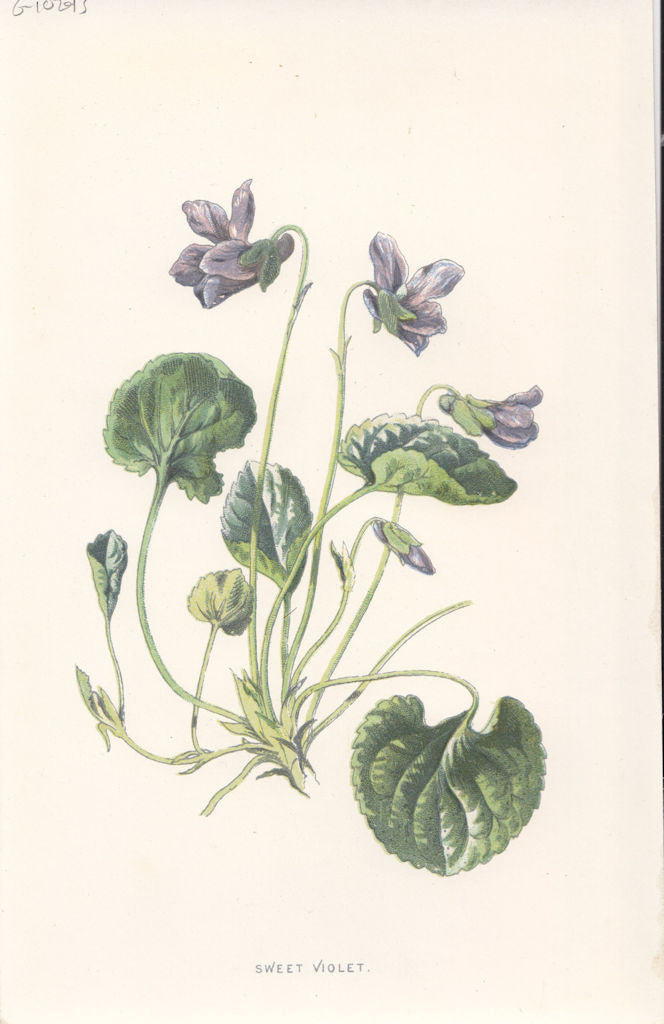FLOWERS. Sweet Violet c1895 old antique vintage print picture